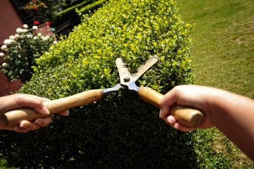 Close-up of a person using pruning shears on a hedge.