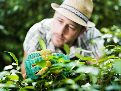Close-up of hands planting seedlings in a raised bed showing tactile garden tools