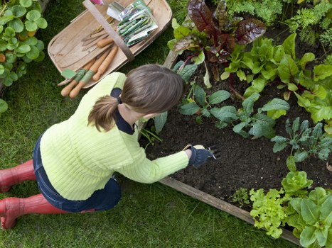 Close-up of thriving vegetable plants in a backyard