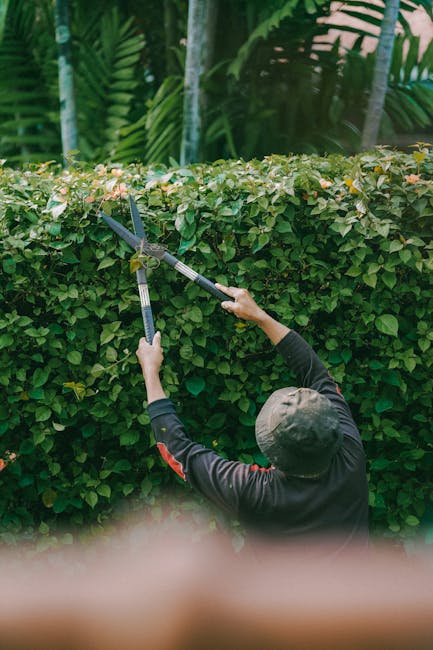 A gardener, dressed in dark clothing with red accents and wearing a wide-brimmed hat, is pruning a dense, well-maintained hedge with long-handled pruning shears. The hedge, composed of small green lea