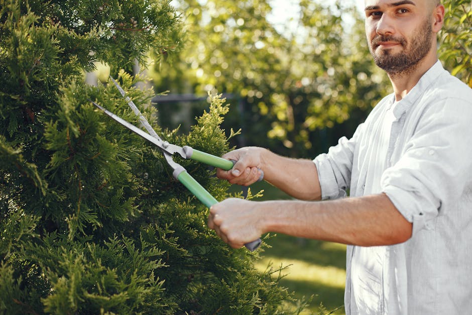 A gardener, dressed in dark clothing with red accents and wearing a wide-brimmed hat, is pruning a dense, well-maintained hedge with long-handled pruning shears. The hedge, composed of small green lea